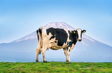 Could Cows Be The Unexpected Solution To Carbon Capture?