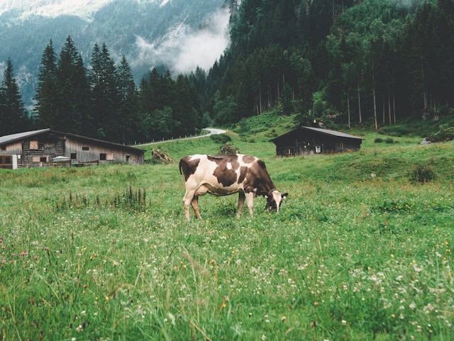 cow eating grass