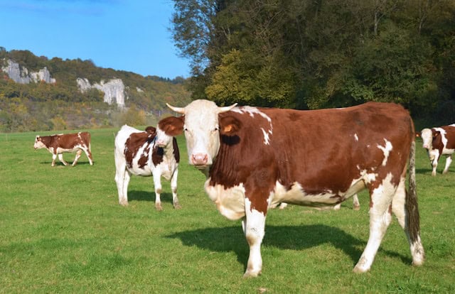 cows